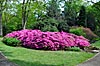 Der Rhododendronpark