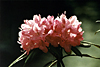 Rhododendronblüte
